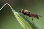 Chloromyia formosa