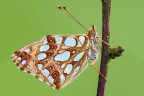 Issoria lathonia