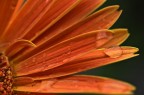 90mm, Iso100, f10, 1/160sec
Suggerimenti e critiche sempre benvenuti!
Ivano