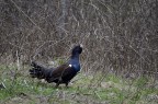 il canto del gallo....cedrone
