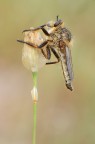 Asilidae