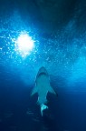 Jaws