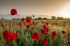 Red passion