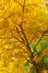 Albero giallo Dicembre 2005