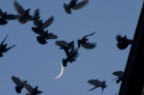 Fly me to the moon