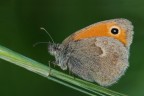 Plebejus argus