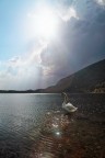Il re del lago