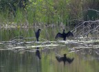 Uno dei primi scatti con il 300, ingrandito in PP