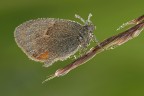 Coenonympha Pamphylus