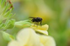 Nikon D5000, Sigma 105mm f/2.8 EX DG Macro, 1/200 f/9, ISO 1000, Mano Libera.