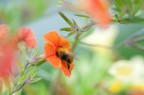 Nikon D5000, Sigma 105mm f/2.8 EX DG Macro, 1/80 f/4, ISO 200, Mano Libera.