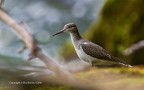 Piro piro piccolo (Actitis hypoleucos)