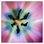 dentro il fiore..