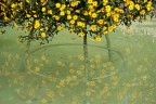 Fioritura di citt
