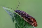 che bestiaccia ? assomiglia a un tricottero