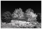 primavera in BW