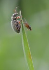 lancio della mosca