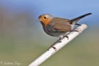 Pettirosso(Erithacus rubecula) Pettirosso(Erithacus rubecula)