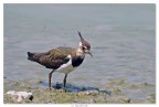 Vanellus Vanellus