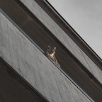 watch cat