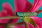 Nikon D5000, Sigma 105mm f/2.8 EX DG Macro, 1/2 f/18, ISO 200, Cavalletto.