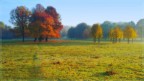 trees_dream trees_dream