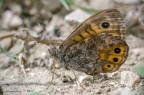Lasiommata Megera