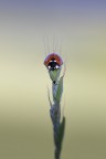 Totem