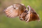 Volo
