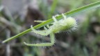 Panasonic LX-5 iso200 f/2.2 1/160  --  crop