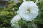 fiore
