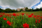 poppies
