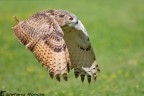 Volare
