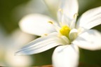 100mm 2.8 macro + 5D mk3