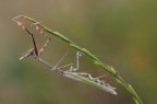 Empusa 2013
