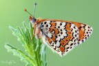 Melitaea cinxia (Linnaeus, 1758)