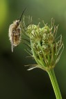 Bombylius