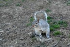 che mi chiede se ho qualcosa da dargli da mangiare...
a central park