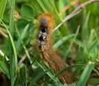 larva processionaria