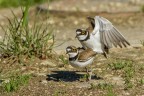 Corriere piccolo (Charadrius dubius)