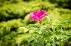 Nikon D7000
18-55 VR
55mm - f/5.6 - 1/250 sec. - ISO 100 -