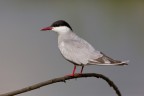 MIGNATTINO PIOMBATO (Chlidonias hybridus)
