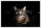 Gatto