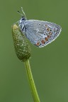 Polyommato femmina