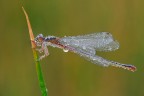 tutta bagnata