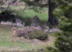 Capriolo