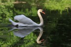 Cigno