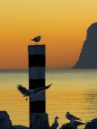 Gabbiani al tramonto