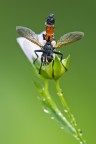 Cylindromyia Bicolor