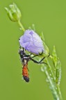 Cylindromyia